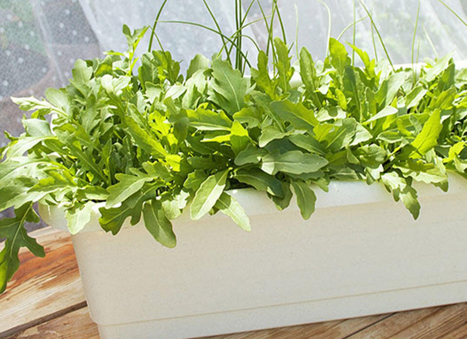 Nelson_Garden_Growing lettuce in a pot_Image_1.jpg