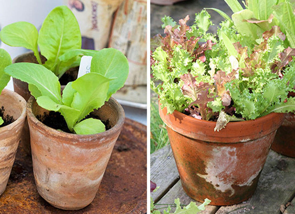 Nelson_Garden_Growing lettuce in a pot_Image_2.jpg