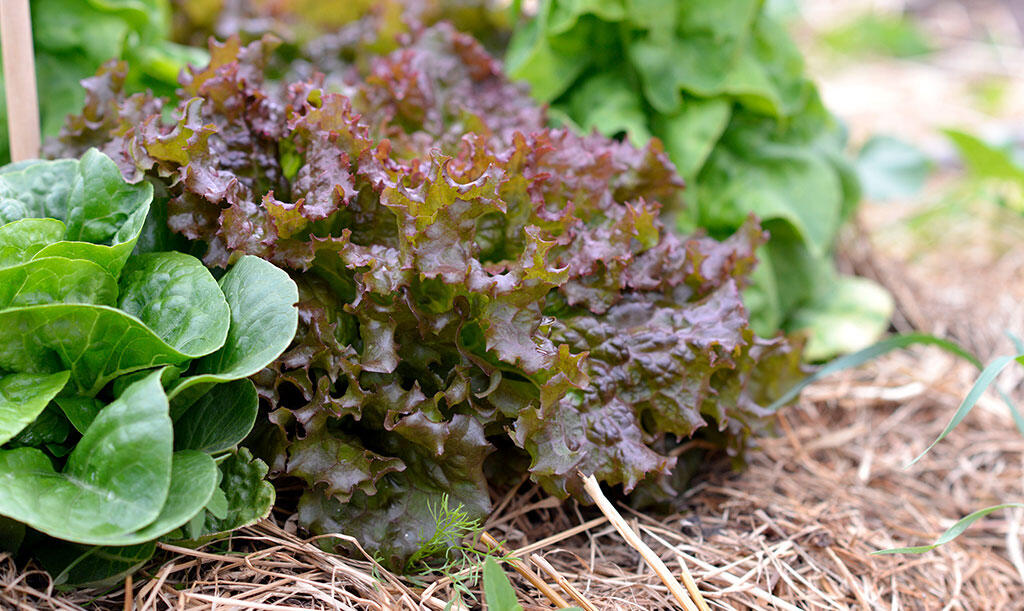nelson_garden_how_to_cultivate_lettuce_image2.jpg