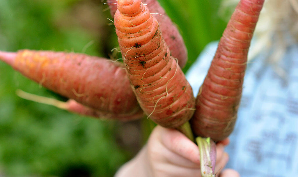 Nelson_Garden_How to grow carrots_Image 1.jpg