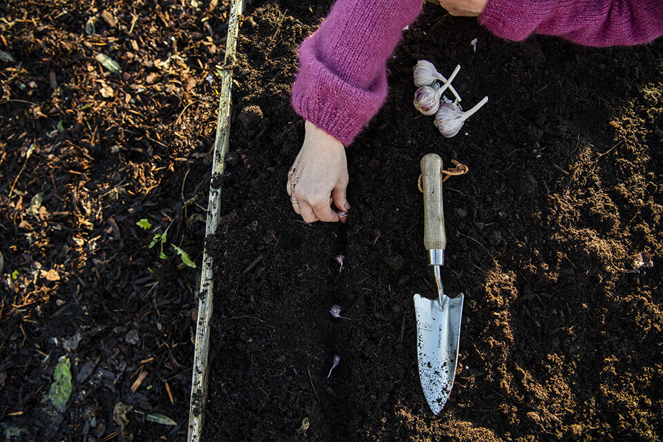 Vitlöksklyftorna planteras med 15 centimeters mellanrum och 20 centimeter mellan raderna. Foto: Kristine Hellemo