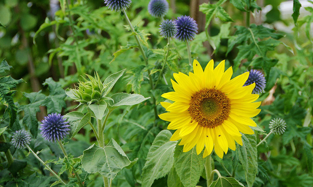 Den klassiskt gula solrosen passar fint tillsammans med blå bolltistel. Foto: Lovisa Back