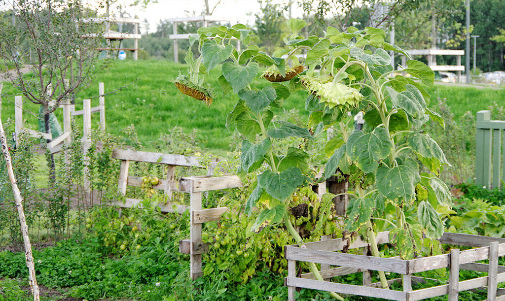 De högsta solrosorna med stora blommor kan behöva stöd för att inte trilla omkull. Du kan med fördel låta dem stå kvar över vintern för att matta fåglarna. Foto: Lovisa Back