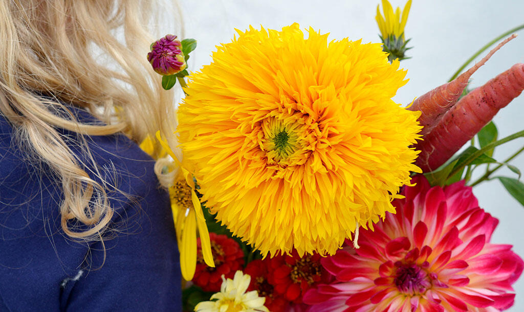 ’Double Sunking’ blir upp till två meter hög och blommar med fyllda, gyllengula blommor. Foto: Anna Lindeqvist