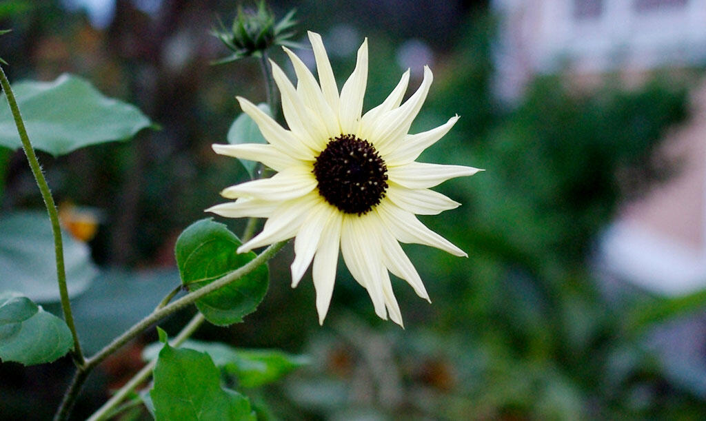 Solrosen ’Icecream’ blir hög men förgrenar sig fint och blommar med många ljust vaniljgula blommor. Foto: Lovisa Back