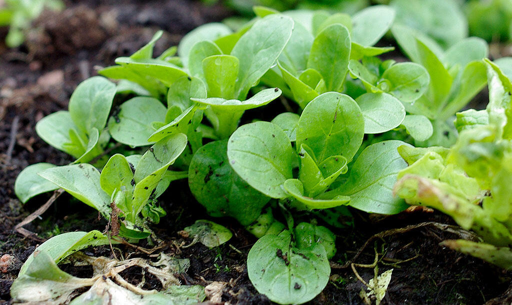 Nelson_Garden_5_vegetables_sow_autumn_image1.jpg