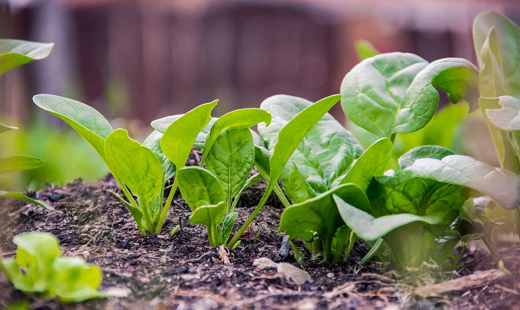 Nelson_Garden_5_vegetables_sow_autumn_image2.jpg