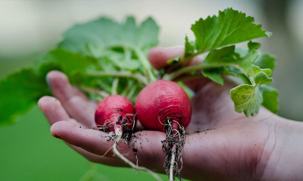Nelson_Garden_5_vegetables_sow_autumn_image3.jpg