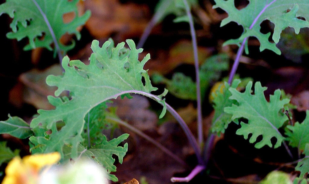 Nelson_Garden_5_vegetables_sow_autumn_image4.jpg