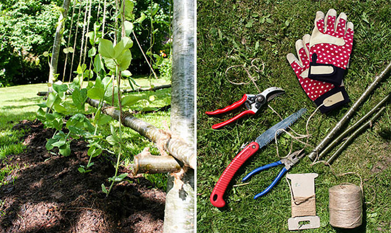 Plant peas and other climbing plants.