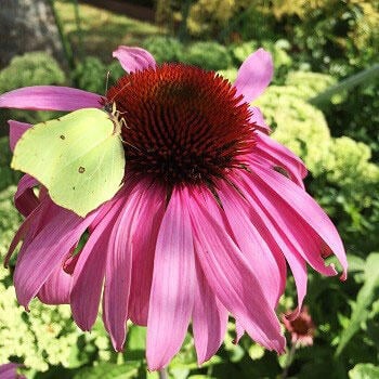 Nelson_Garden_flowers_butterflies_love_image1.jpg