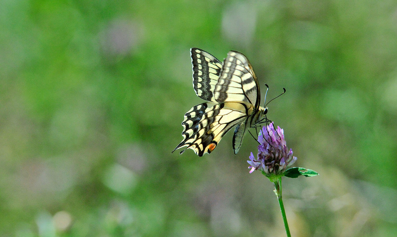 Nelson_Garden_flowers_butterflies_love_image3.jpg