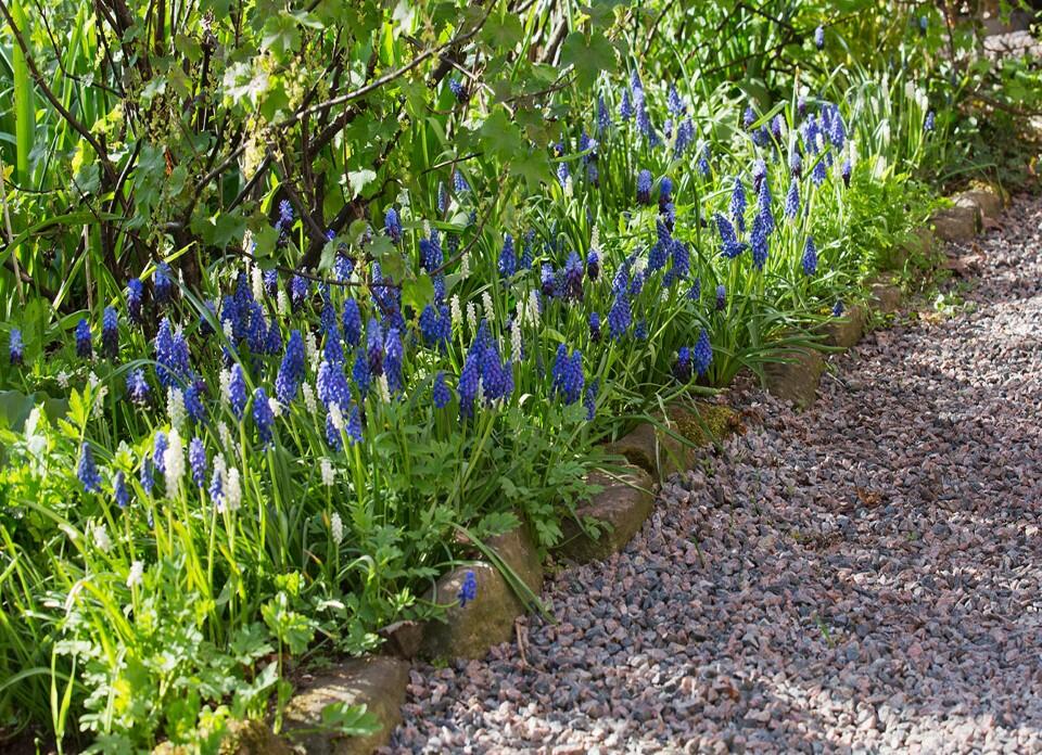 Nelson_Garden_combine_perennials_onion_thumbnail.jpg