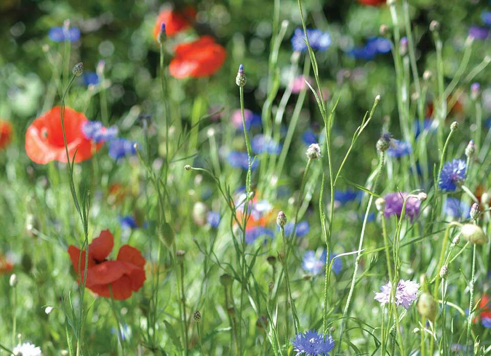 En blomsteräng med vallmo och blåklint.