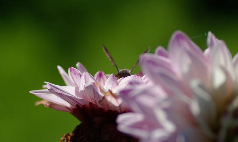 Ett bi på en rosa blomma.