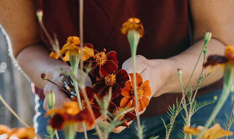 Röd och orange tagetes som skördas.