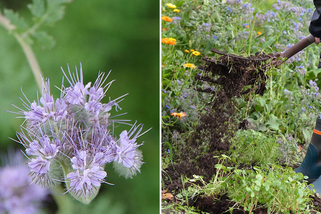 Nelson_Garden_Cultivate the soil_Image_2.jpg