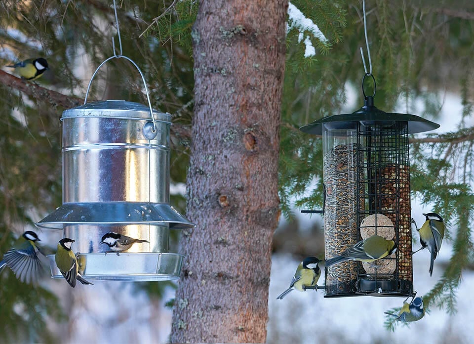 Två stora fågelmatare med en grupp talgoxar.