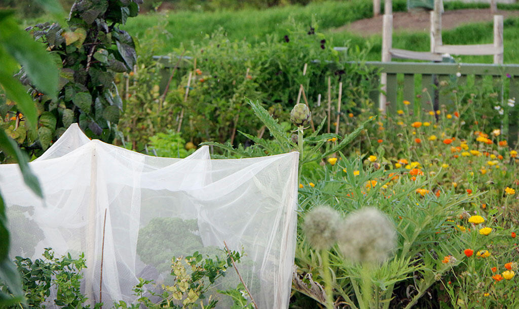 Nelson_Garden_Do I need to cover my cabbage plants_Image1.jpg