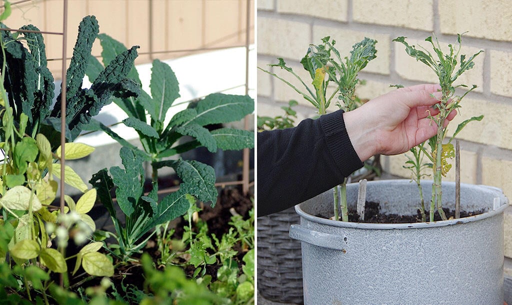 Nelson_Garden_Do I need to cover my cabbage plants_Image5.jpg