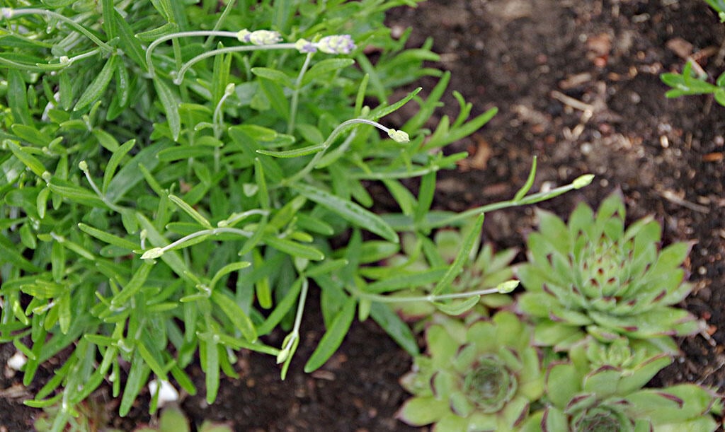 Nelson_Garden_torktaliga_vaxter_image7.jpg