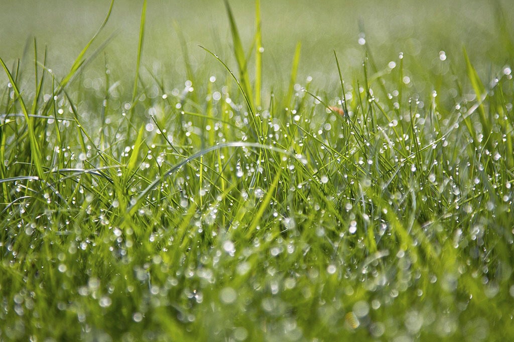 Nelson_Garden_ Fertilising lawns_Image1.jpg