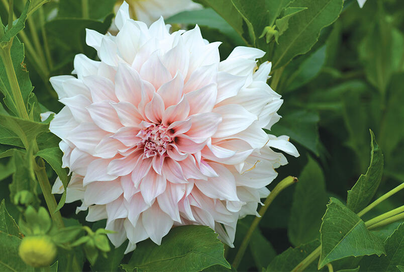 Nelson_Garden_Odla_dahlia_i_kruka_image_1.jpg