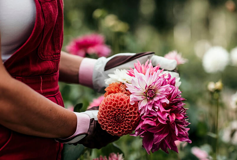 Nelson_Garden_Odla_dahlia_i_kruka_image_2.jpg