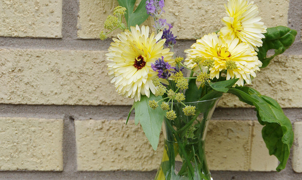 Nelson_Garden_Grow_Marigolds_Image4.jpg