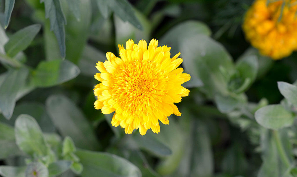 Nelson_Garden_Grow_Marigolds_Image5.jpg