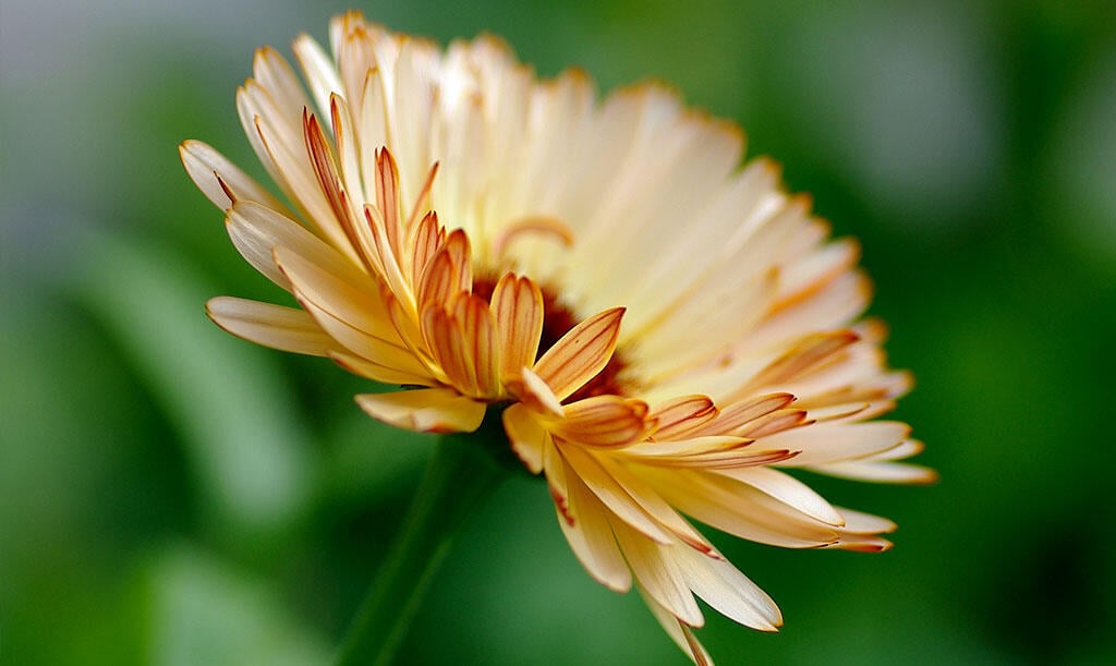 Nelson_Garden_Grow_Marigolds_Image7.jpg