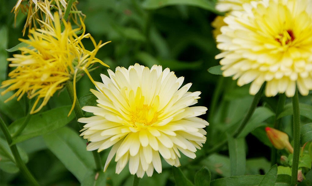 Nelson_Garden_Grow_Marigolds_Image8.jpg