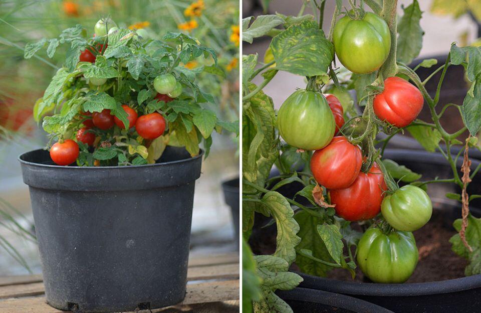 Nelson_Garden_Grow_tomatoes_4_simple_tips_for_success_2.jpg