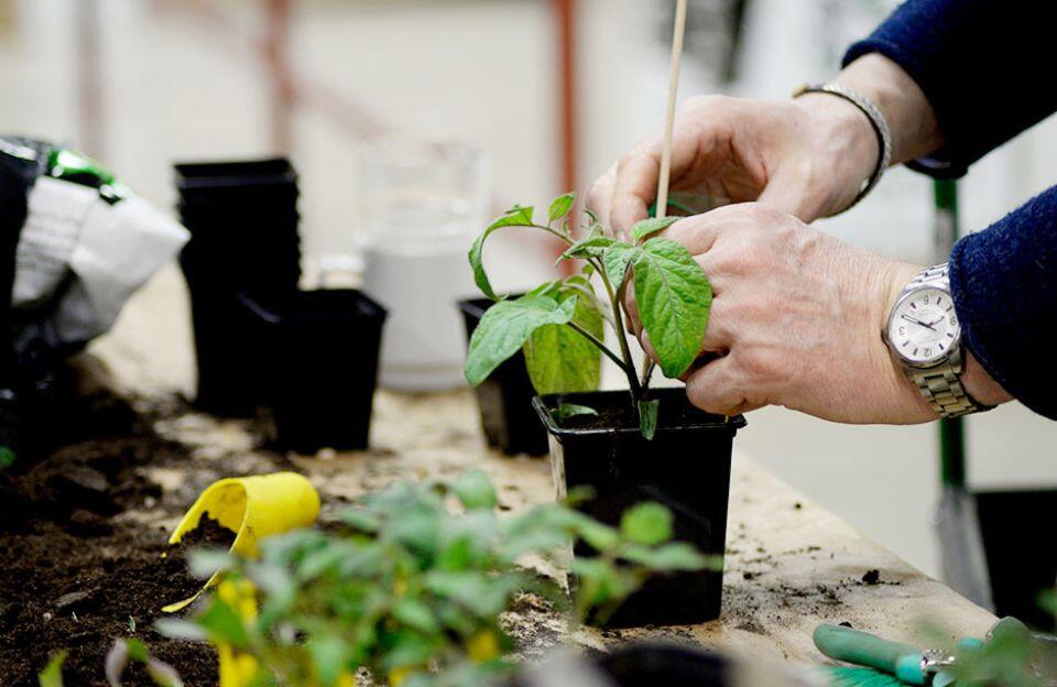 Nelson_Garden_Grow_tomatoes_4_simple_tips_for_success_3.jpg