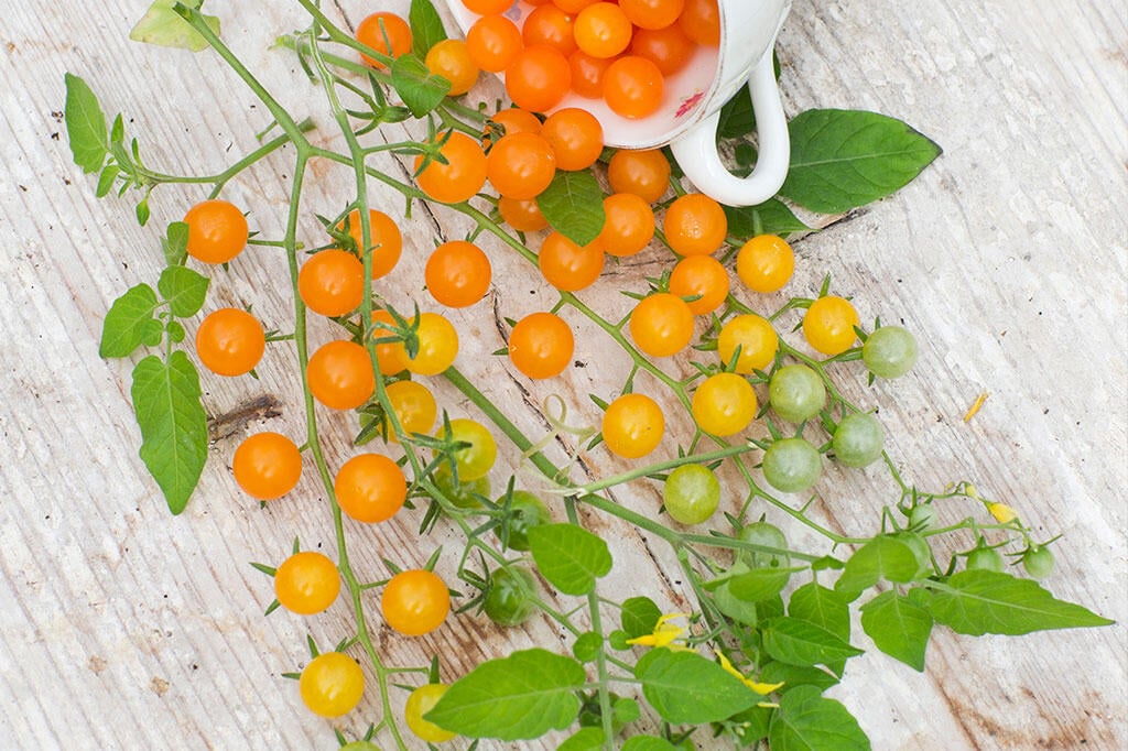 Nelson_Garden_odla_gula_tomater_image_1.jpg
