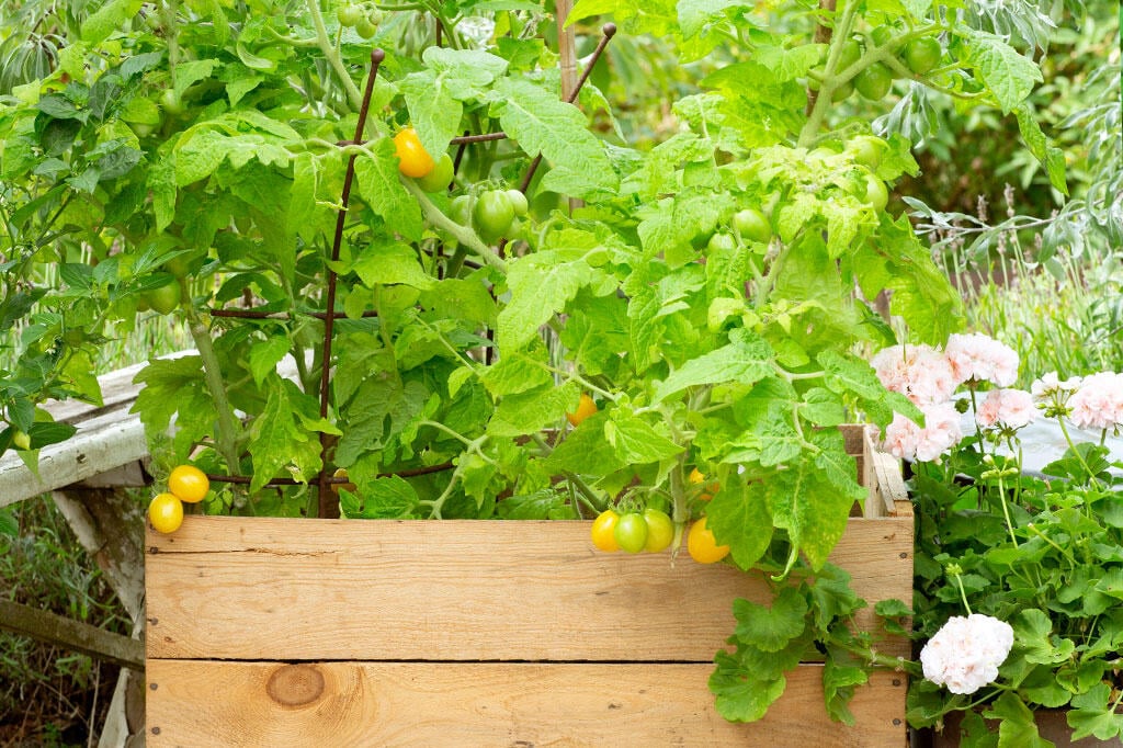 Nelson_Garden_odla_gula_tomater_image_3.jpg