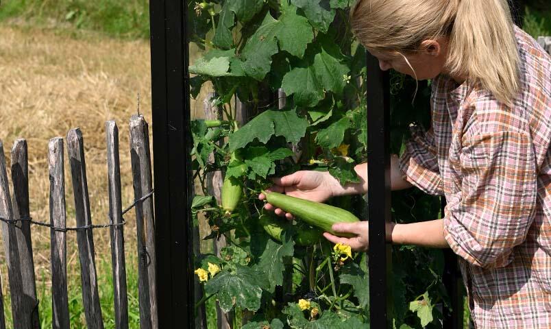 En person skördar en luffagurka från ett litet växthus.