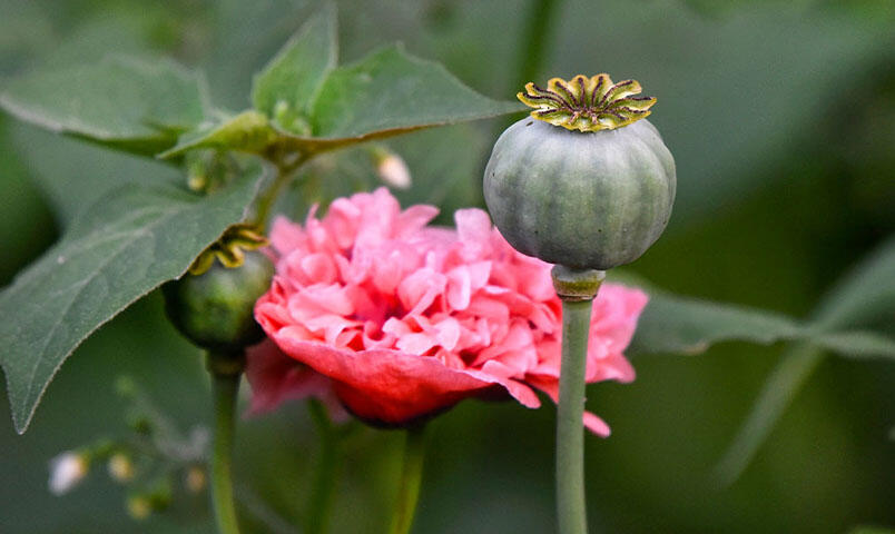 En frökapsel av pionvallmo intill den utslagna blomman.