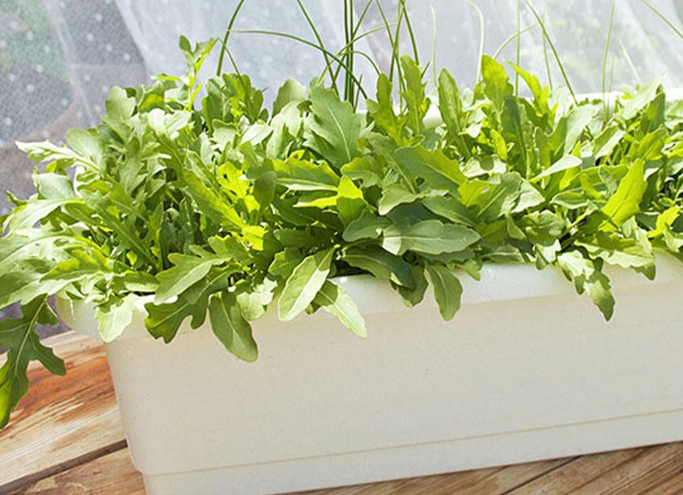 Nelson_Garden_Growing lettuce in a pot_Image_1.jpg