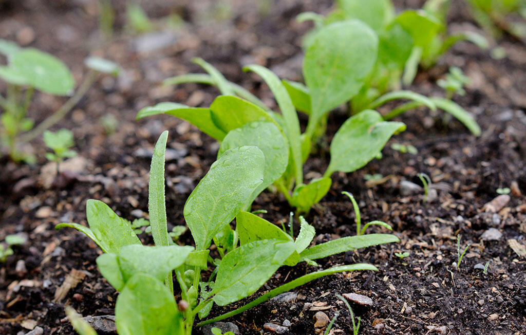 Nelson_Garden_Growing_spinach_from_seed_Picture_3.jpg