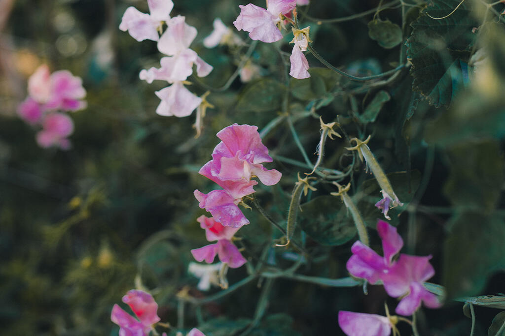 Nelson_Garden_Growing sweet peas_image_6.jpg