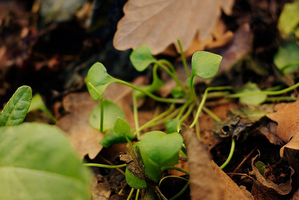 Nelson_Garden_Growing-Winter-Purslane_Image_1.jpg