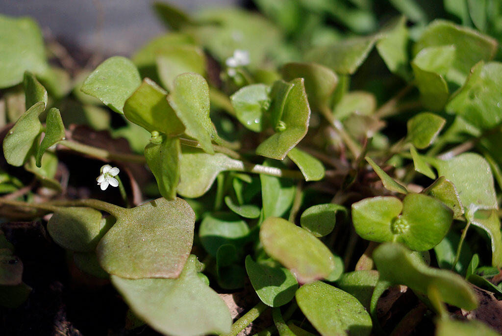 Nelson_Garden_Growing-Winter-Purslane_Image_3.jpg