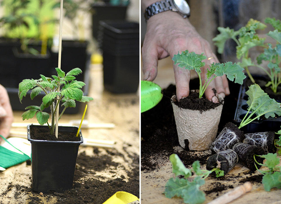 Till vänster: en tomatplanta i en svart kruka. Till höger: en grönkålsplanta i en fiberkruka.