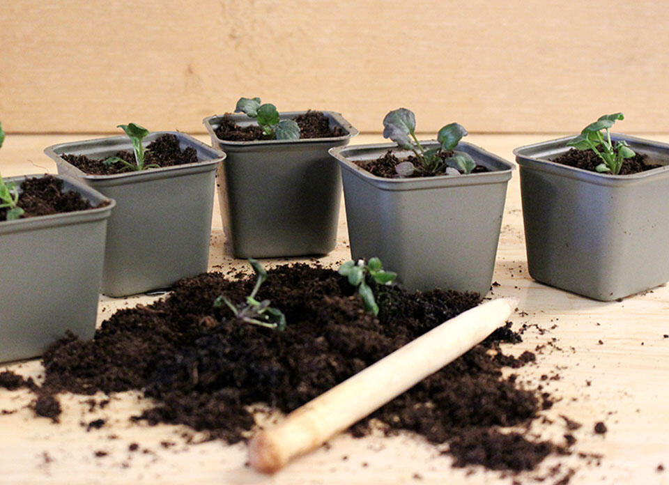 Nelson_Garden_How and When to Transplant Seedlings_Image_2.jpg