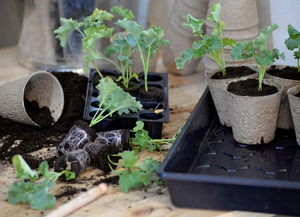 Kålplantor som skolas om från pluggbrätte till fiberkrukor.