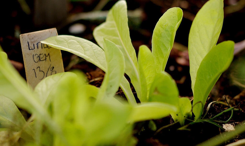 nelson_garden_how_to_cultivate_lettuce_image5.jpg