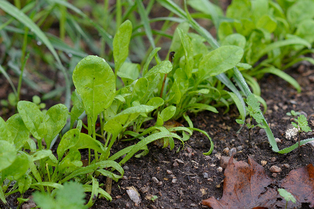 nelson_garden_how_to_cultivate_lettuce_image7.jpg