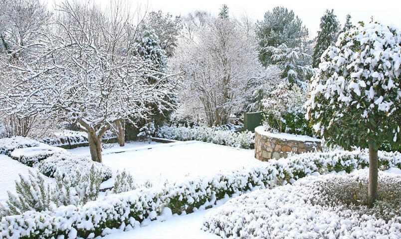 En trädgård med formklippta buskar och träd täckta av snö.