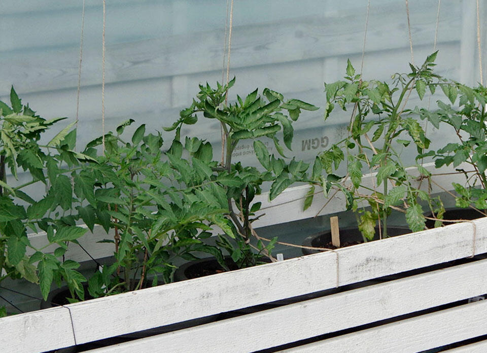 Robusta tomatplantor planterade längst med en husvägg. 